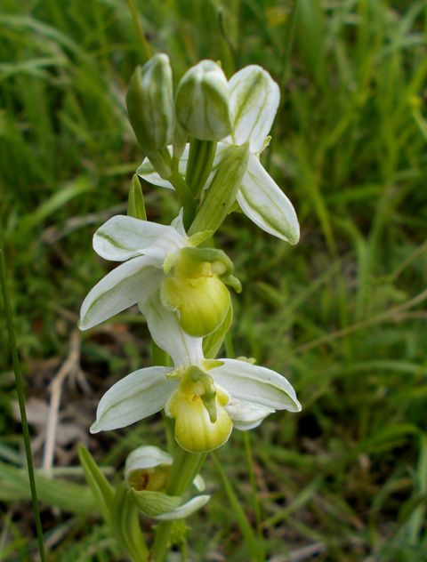 Ophrys apifera